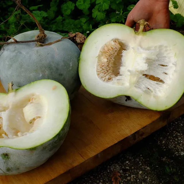 la-bo-te-graines-courge-cireuse-graines-l-gumes-bio image 1