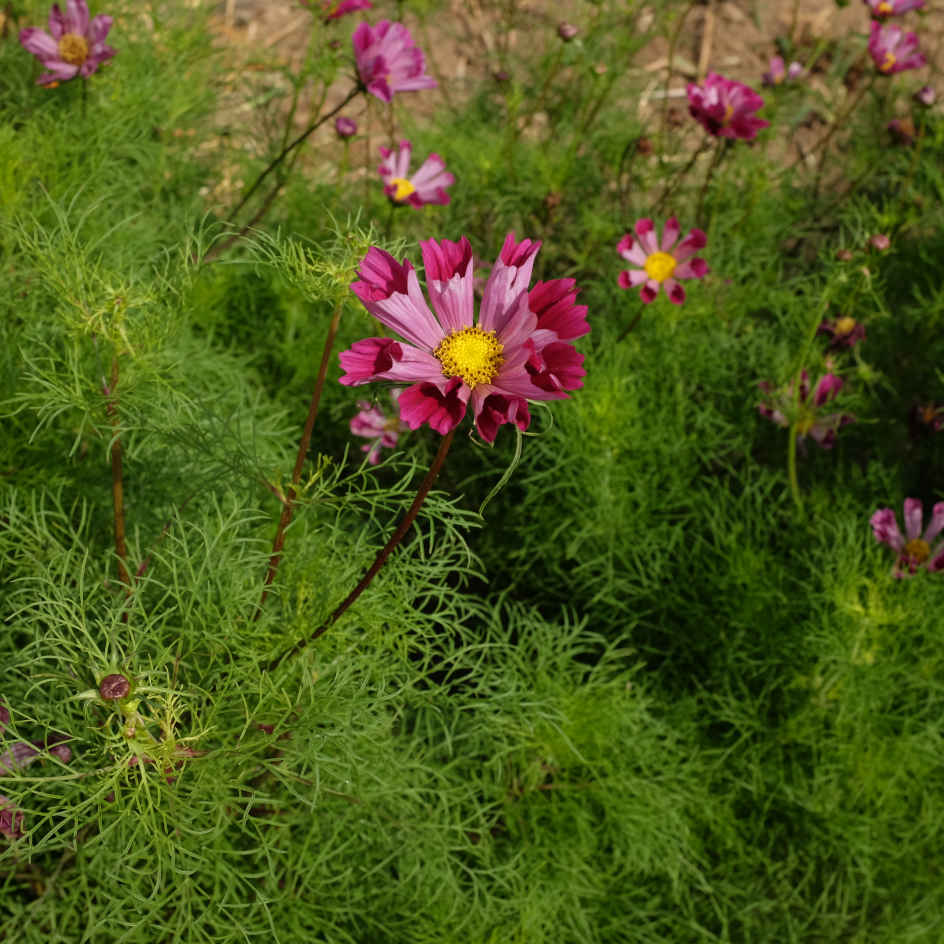 la-bo-te-graines-cosmos-piper-red-graines-fleurs-bio-rose image 2