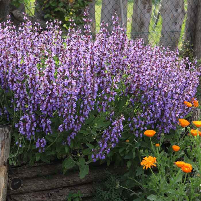 les-semences-de-l-ombelle-sauge-officinale-graines-bio-vivace image 2