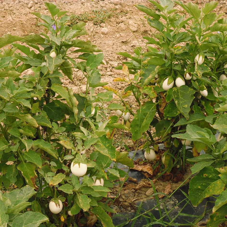 la-bo-te-graines-blanche-ronde-aubergine-bio-en-pot image 3