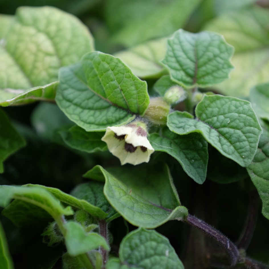 la-bo-te-graines-graines-l-gumes-physalis-goldie-bio image 2
