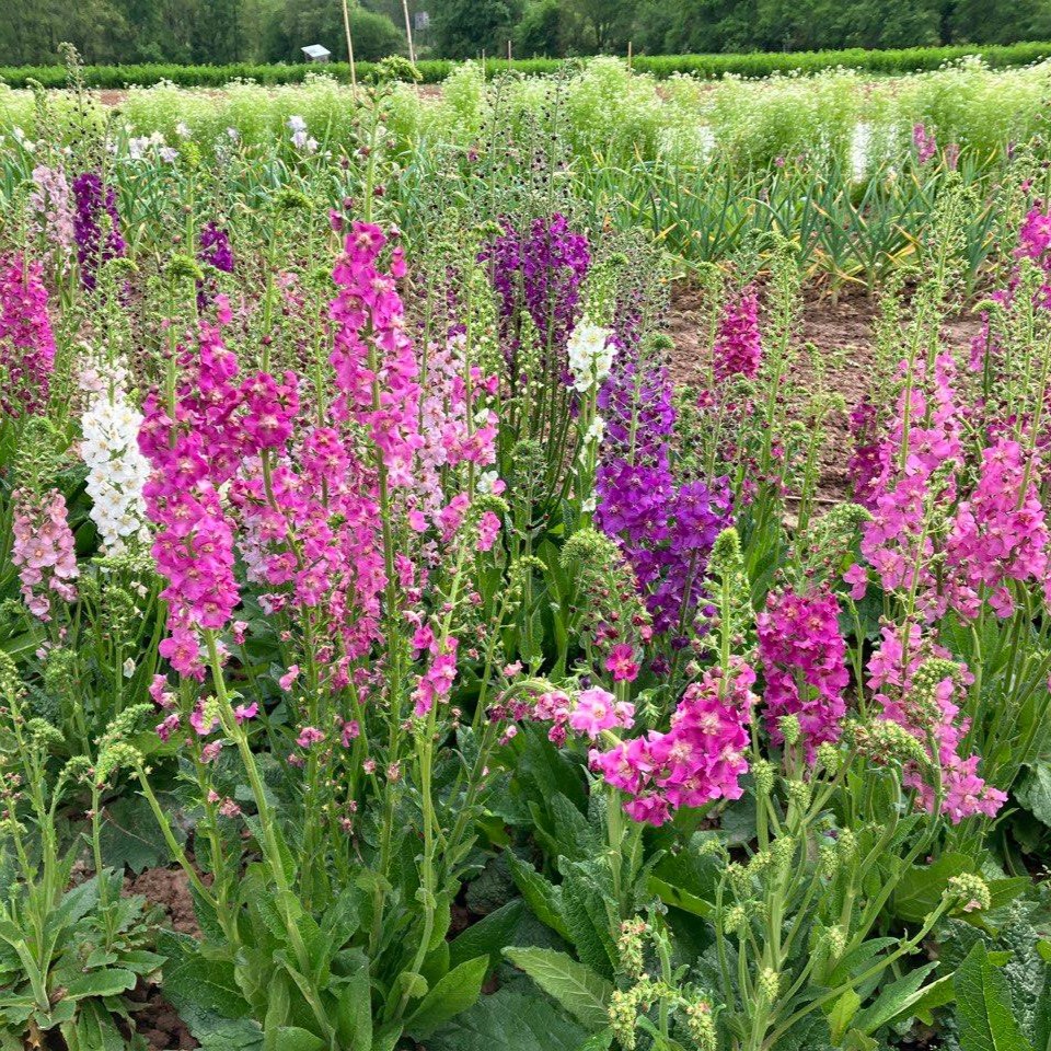 les-semences-de-l-ombelle-mol-ne-de-ph-nicie-graines-de-fleurs image 1