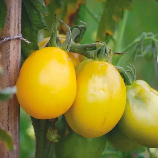 ferme-de-sainte-marthe-t-ton-de-v-nus-jaune-graines-tomate-80g-sachet image 1