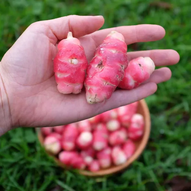 la-bo-te-graines-oca-du-p-rou-graines-l-gumes-bio-tubercule image 1