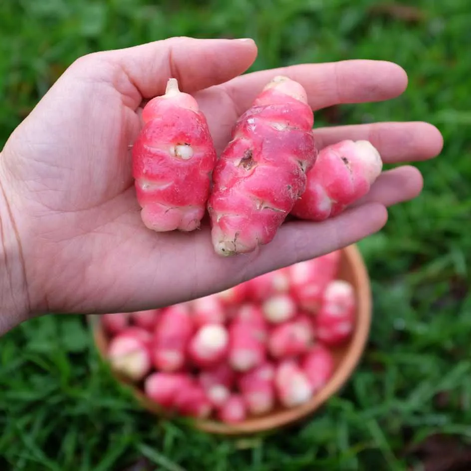 la-bo-te-graines-oca-du-p-rou-graines-l-gumes-bio-tubercule image 1