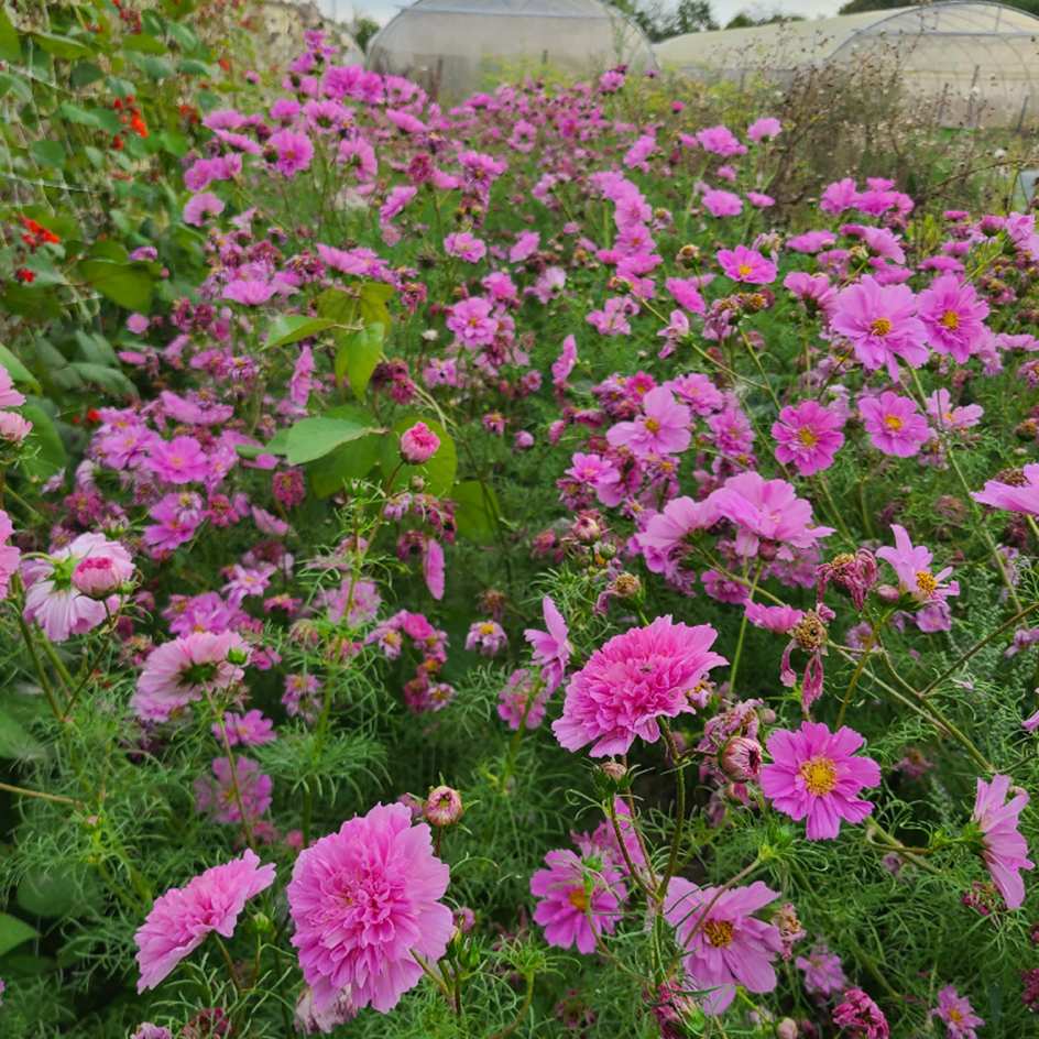la-bo-te-graines-double-click-rose-bonbon-graines-cosmos-bio image 2