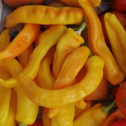 la-bo-te-graines-graines-l-gumes-poivron-jaune-d-antibes-graines-bio image 1