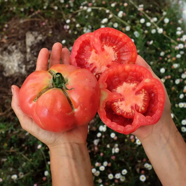 la-bo-te-graines-tomate-montserrat-bio-graines-l-gumes-farcir image 1