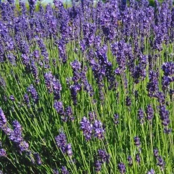 la-bo-te-graines-lavande-vraie-graines-aromatiques-bio-mellif-re image 1