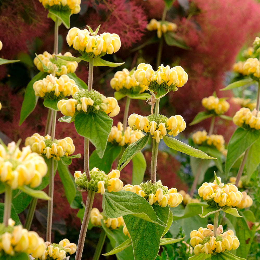 ferme-de-sainte-marthe-sauge-de-j-rusalem-ab-graines-de-fleurs-vivace-jaune image 1