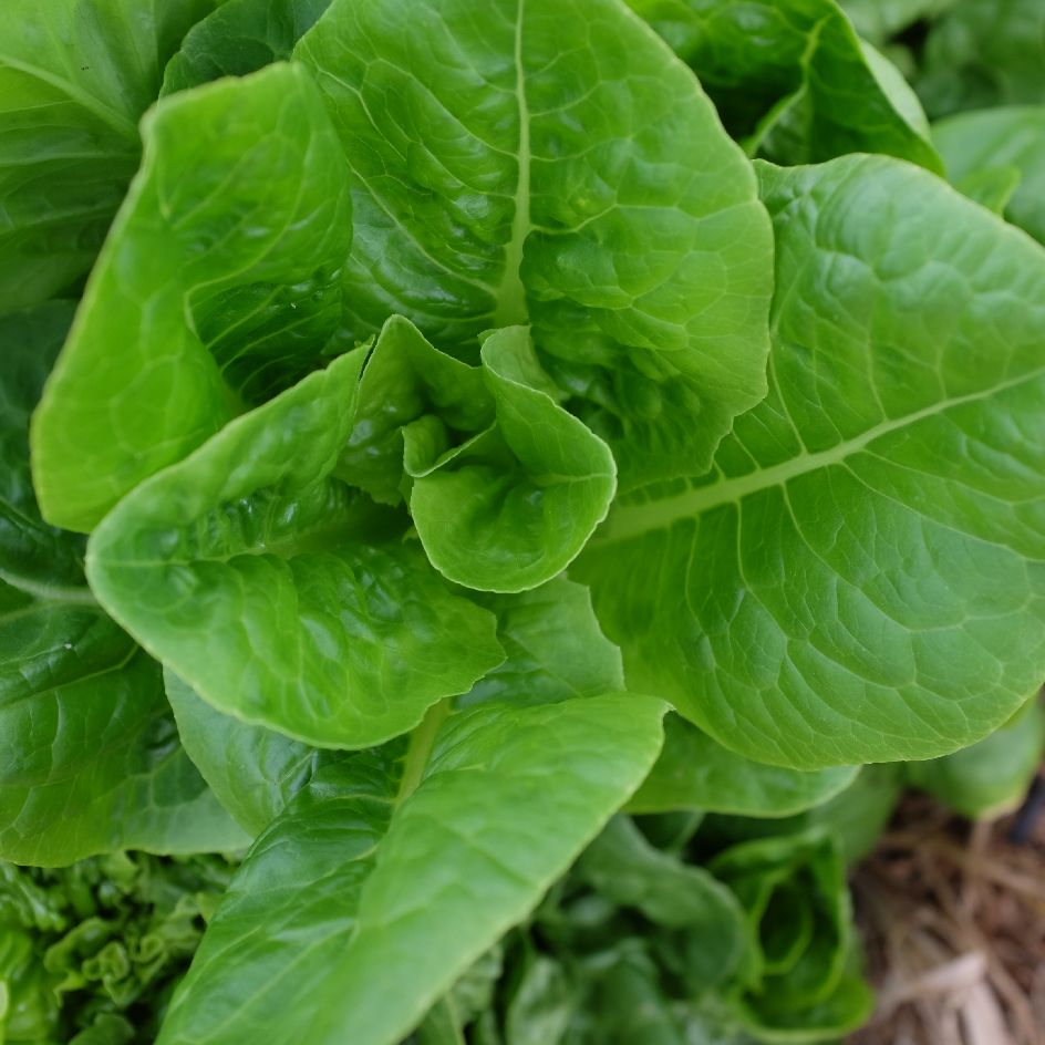 la-bo-te-graines-graines-l-gumes-laitue-sucrine-bio-croquante image 2