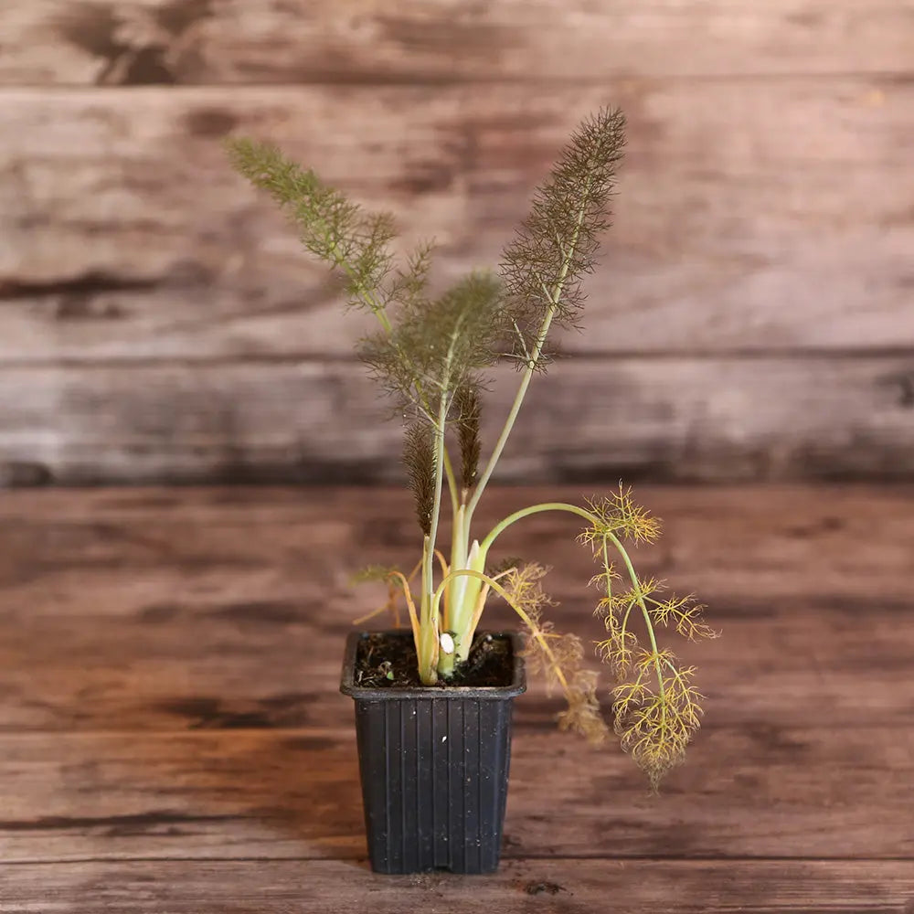ferme-de-sainte-marthe-plants-bio-plant-de-fenouil-bronze-vivace image 1