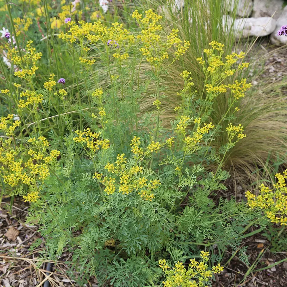 ferme-de-sainte-marthe-rue-officinale-graines-aromatiques-vivace image 1