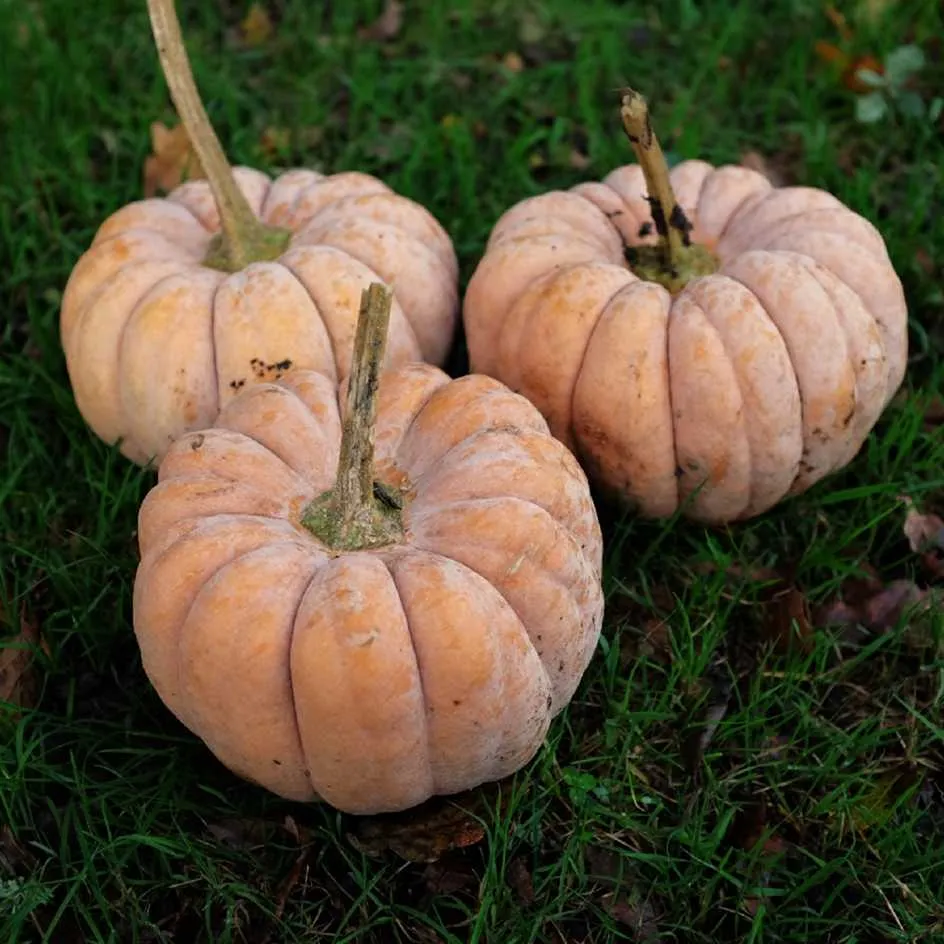la-bo-te-graines-courge-kikuza-bio-graines-l-gumes image 1