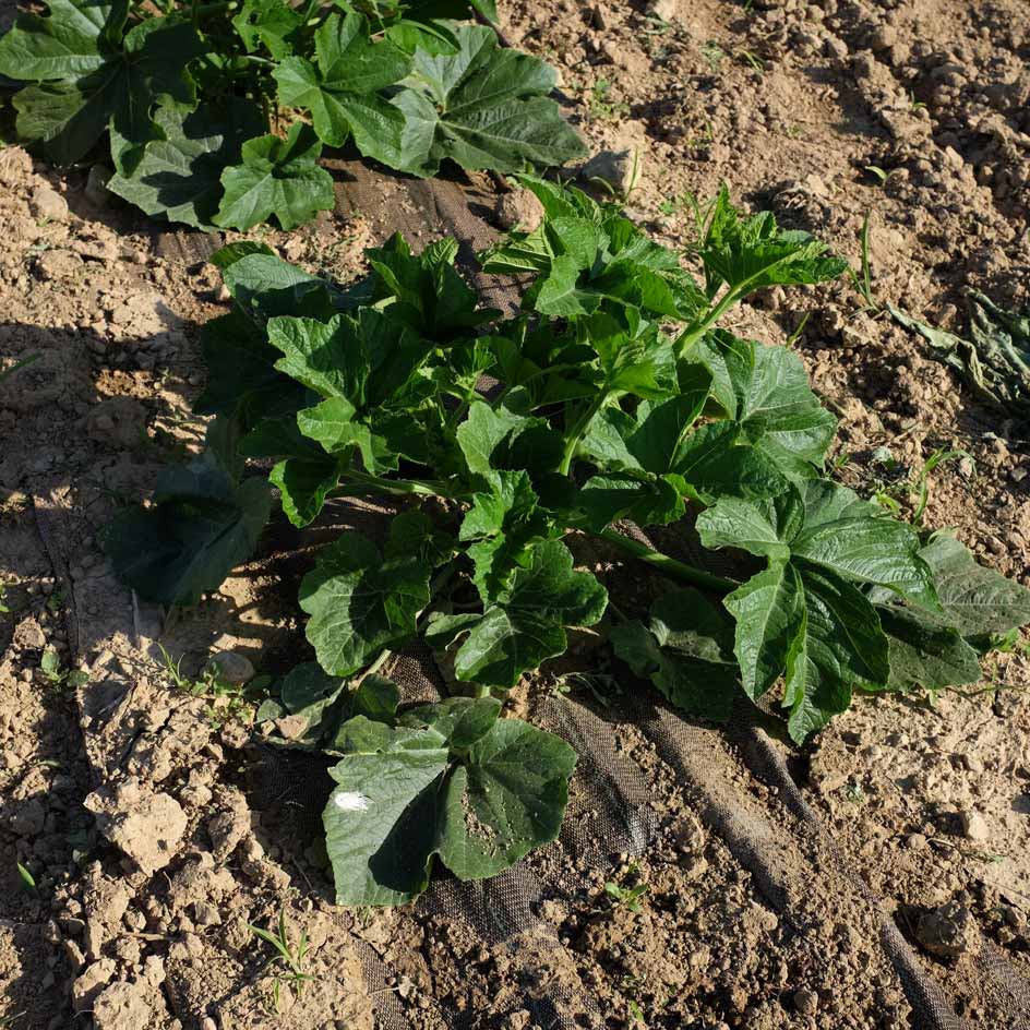 la-bo-te-graines-graines-l-gumes-courge-sugar-loaf-bio-sucr-e image 4