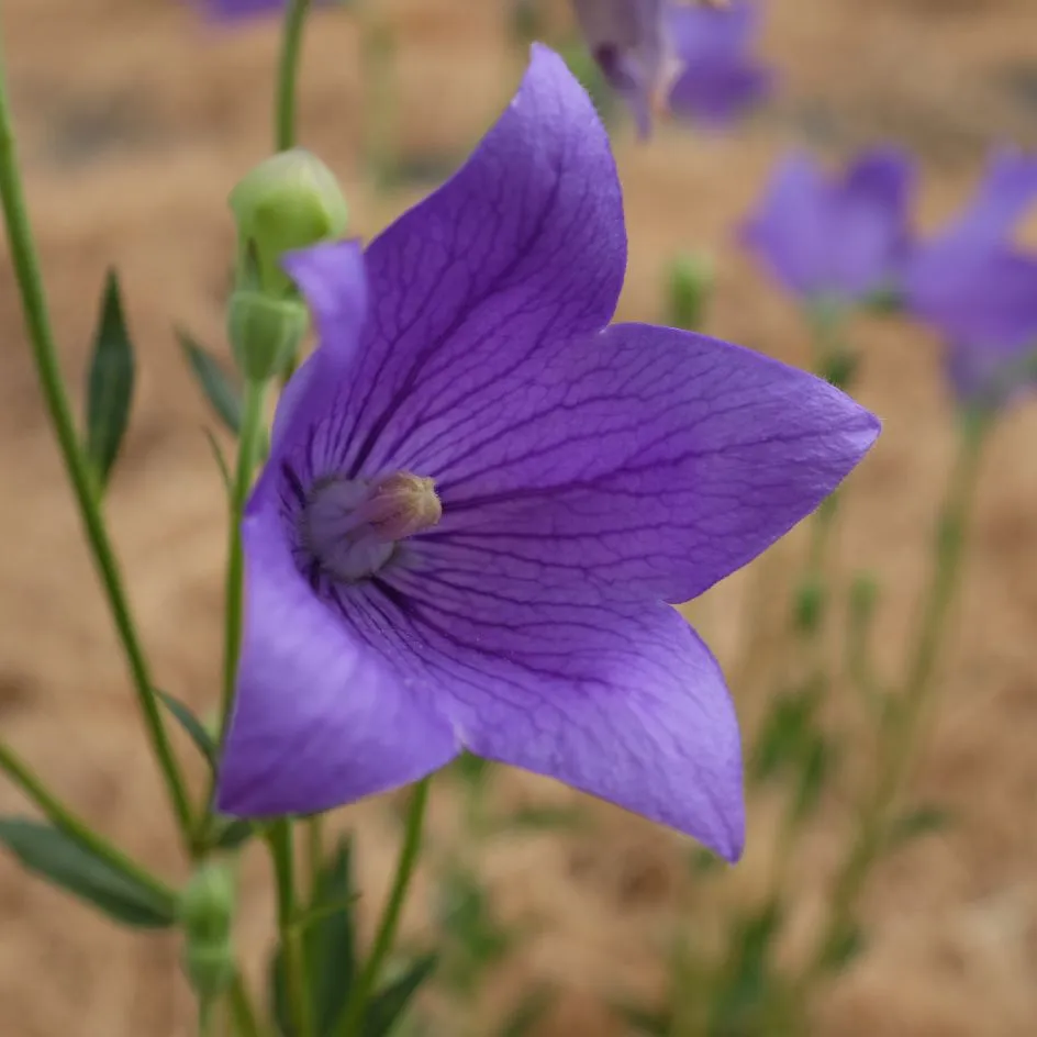la-bo-te-graines-graines-fleurs-platycodon-grandiflora-graines-bleue-bio image 1