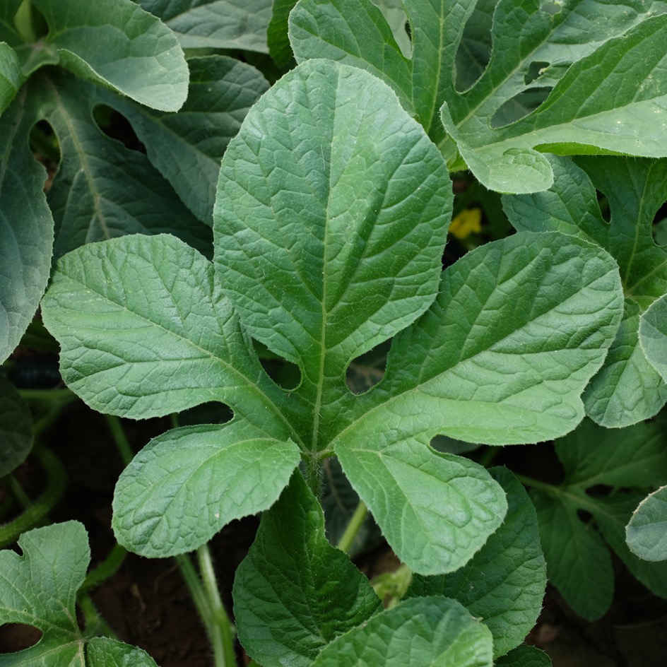 la-bo-te-graines-cucumis-zambianus-graines-bio-concombre image 4