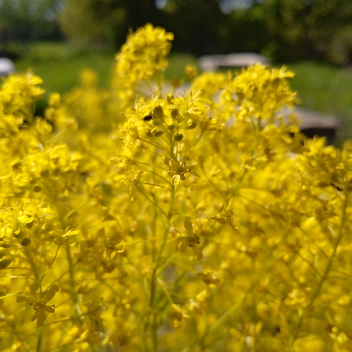 les-semences-de-l-ombelle-pastel-des-teinturiers-graines-de-fleurs-bio image 1
