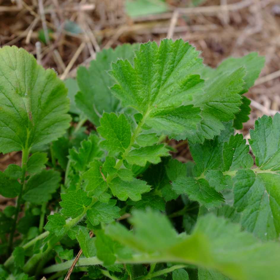 la-bo-te-graines-geum-chiloense-beno-te-graines-fleurs-bio image 2