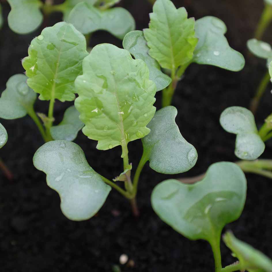 la-bo-te-graines-graines-l-gumes-brocolis-violet-du-cap-bio image 2