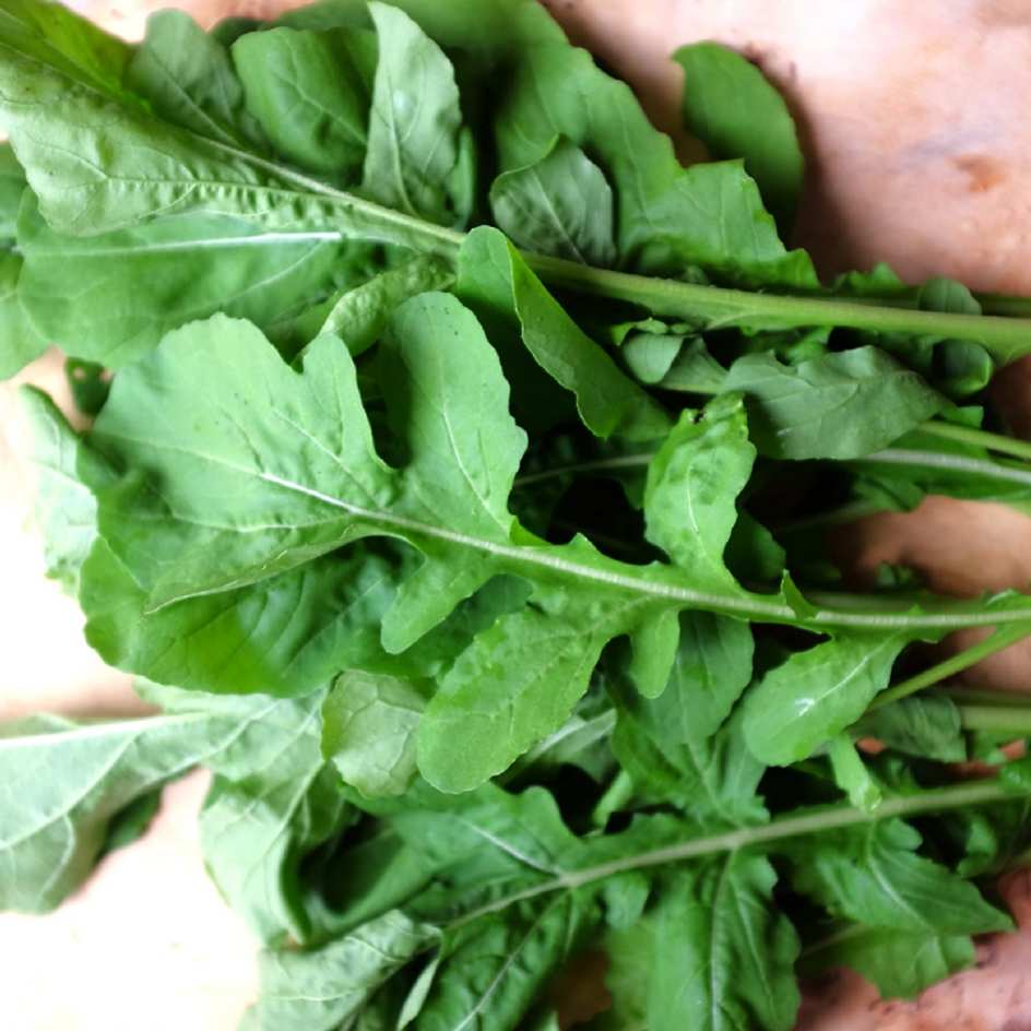 la-bo-te-graines-roquette-cultiv-e-graines-salade-bio image 3