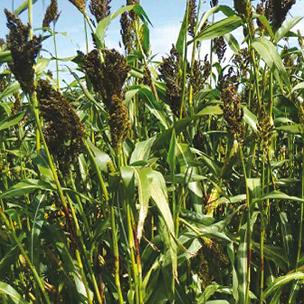ferme-de-sainte-marthe-sorgho-millet-noir-graines-fleurs-non-trait-es image 1