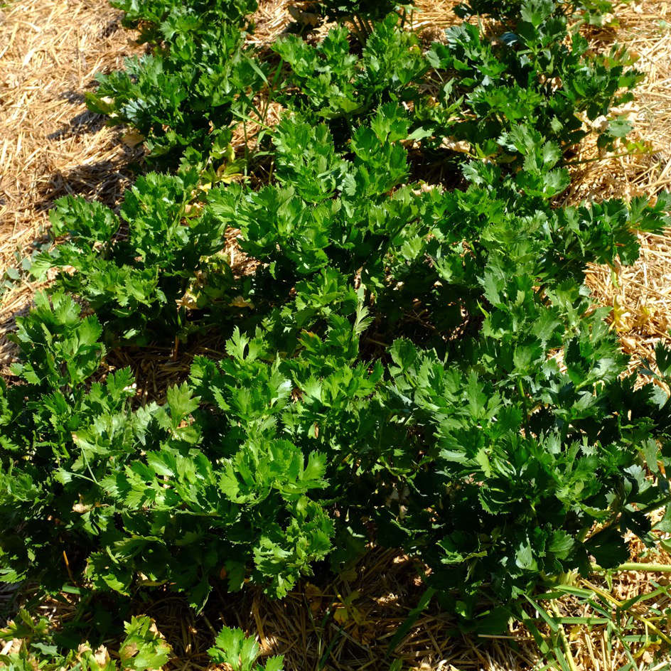 la-bo-te-graines-c-leri-rave-alba-bio-graines-l-gumes-racine image 2