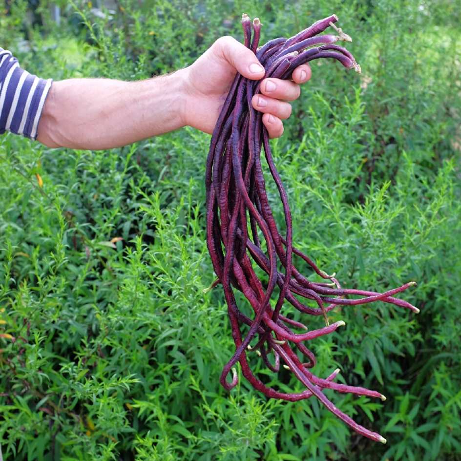 la-bo-te-graines-red-noodle-graines-haricot-bio-rouge image 1
