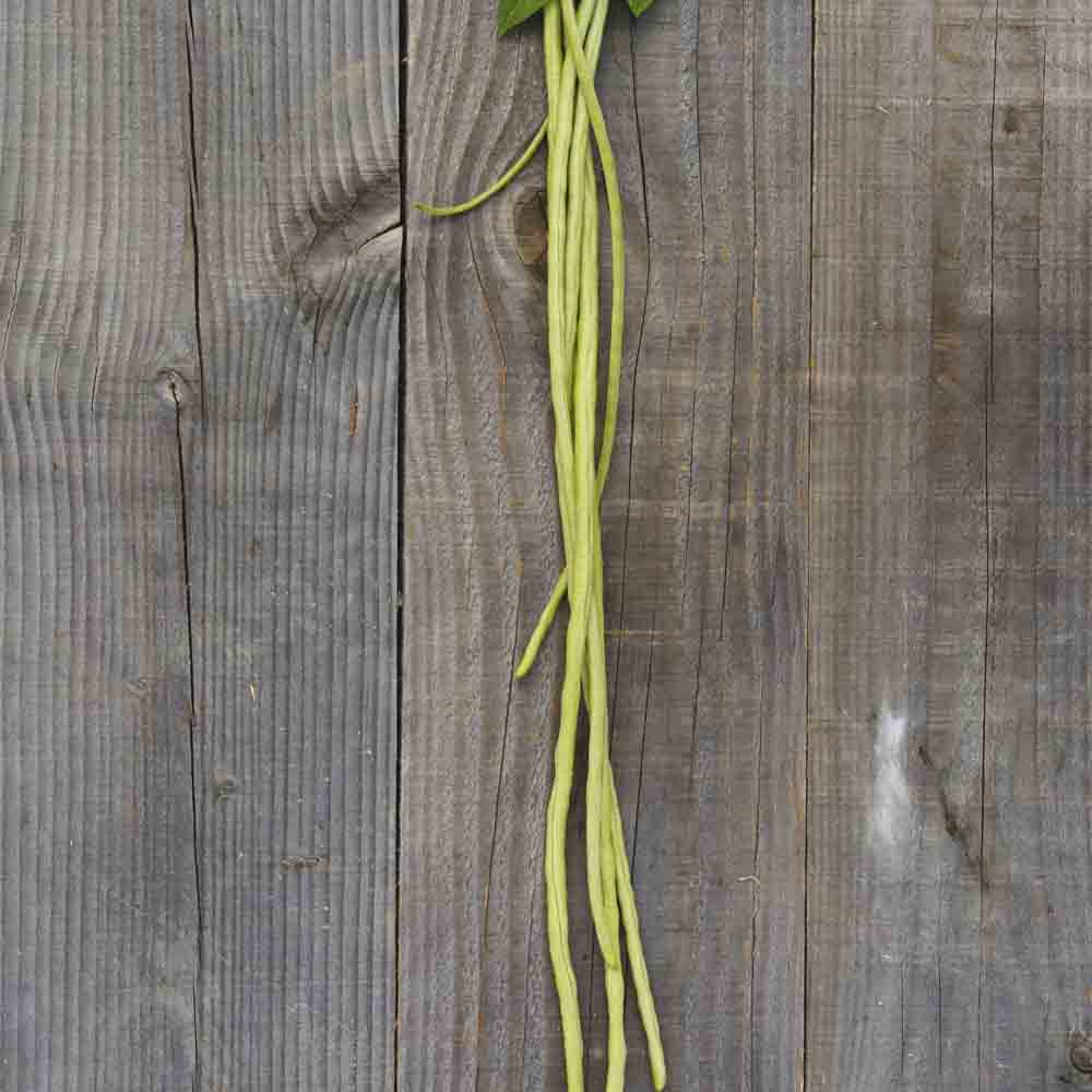 ferme-de-sainte-marthe-dolique-hongdoujiao-graines-bio-grimpant image 1