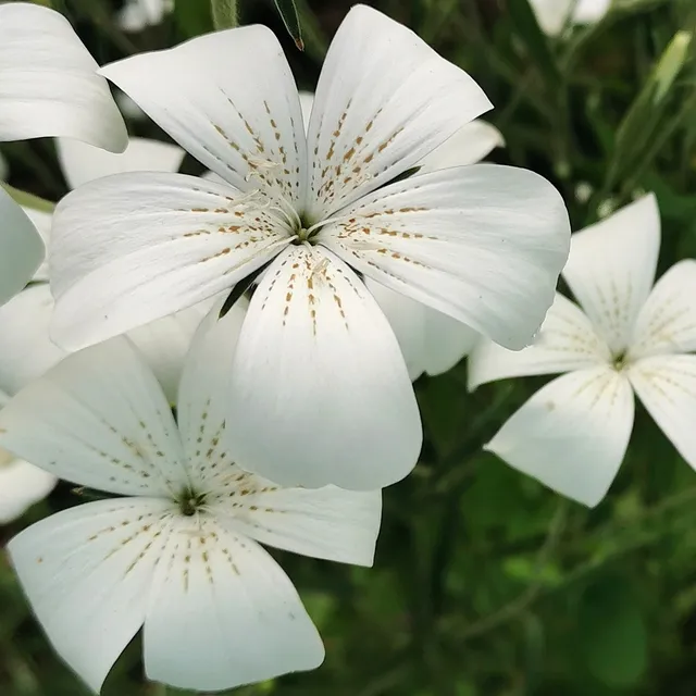 les-semences-de-l-ombelle-nielle-des-bl-s-blanche-graines-fleurs-bio image 1