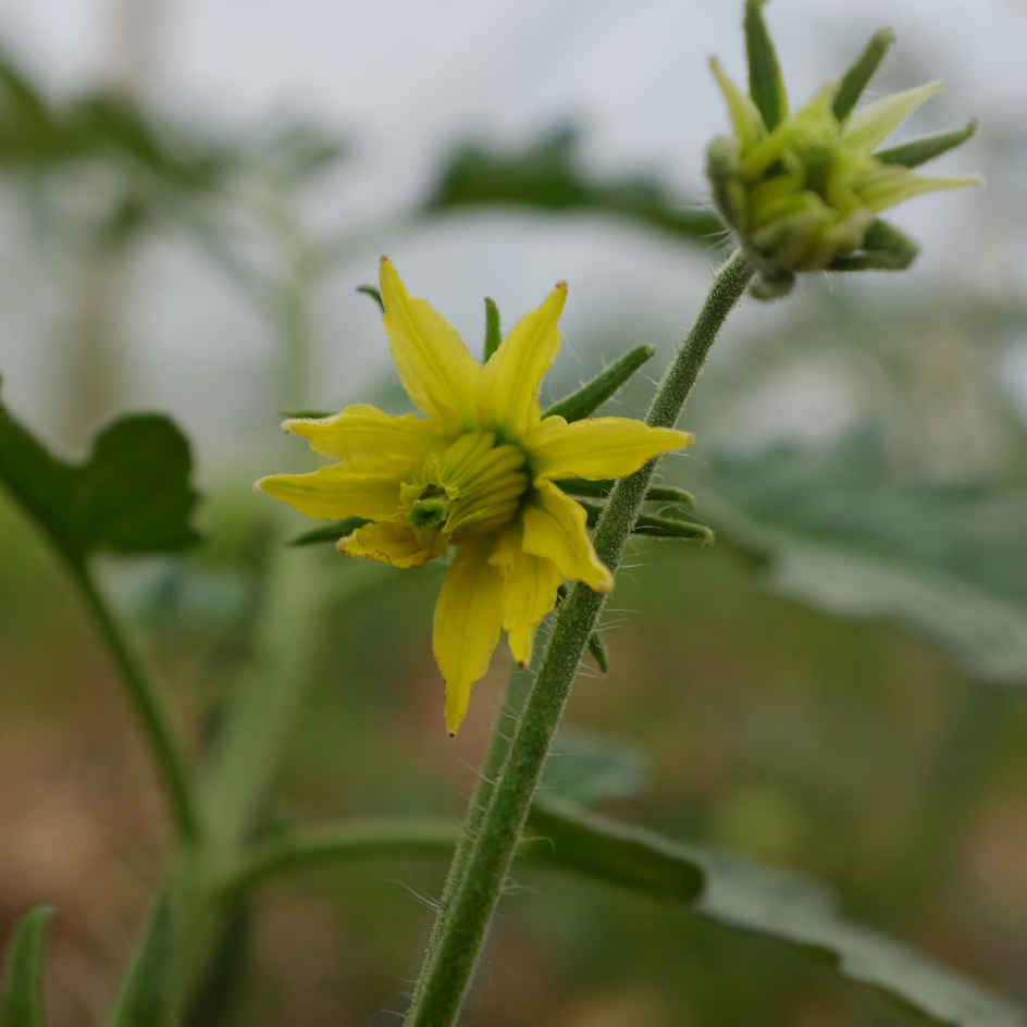 la-bo-te-graines-tomate-ananas-noire-graines-l-gumes-bio-mi-saison image 4