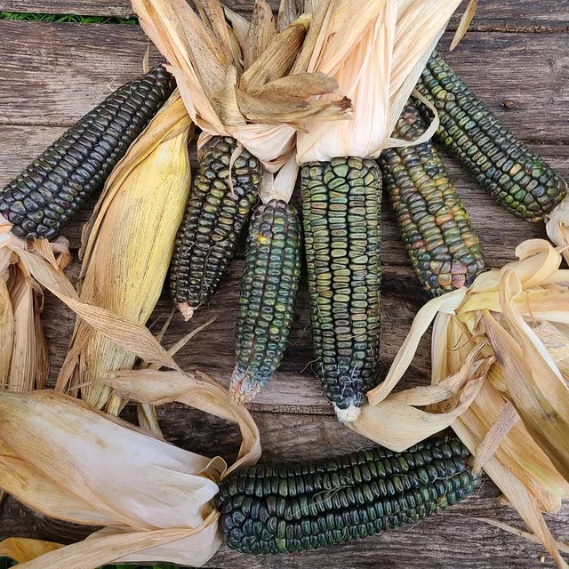 la-bo-te-graines-ma-s-oaxacan-green-bio-graines-potag-res image 1