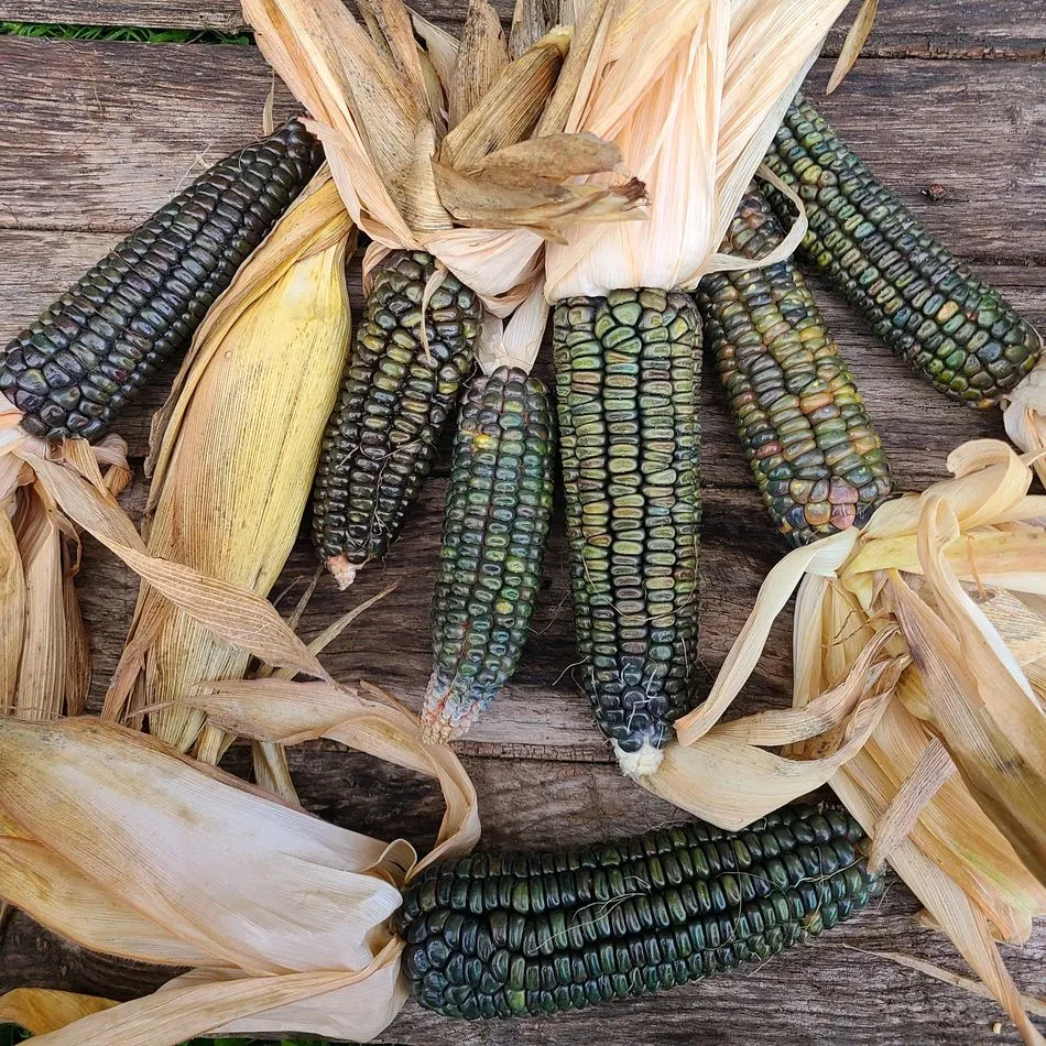 la-bo-te-graines-ma-s-oaxacan-green-bio-graines-potag-res image 1