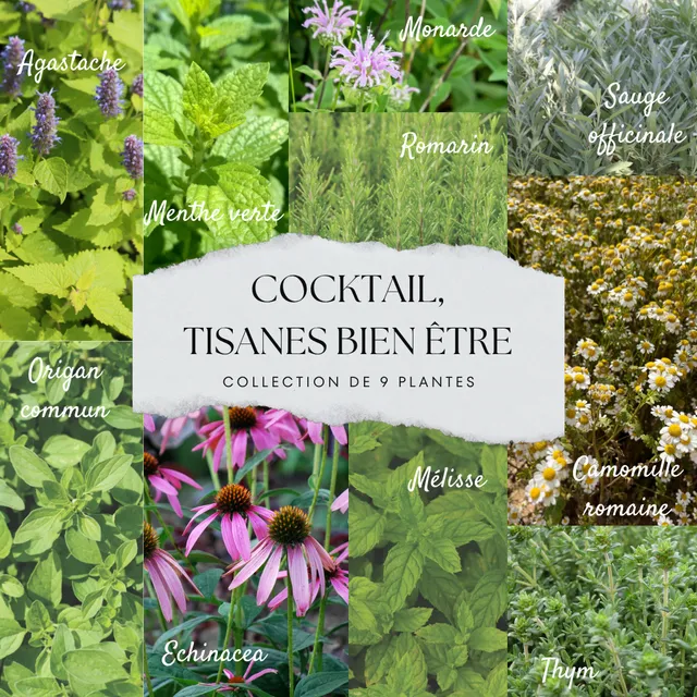 ferme-de-sainte-marthe-collection-9-plants-tisane-bien-tre image 1