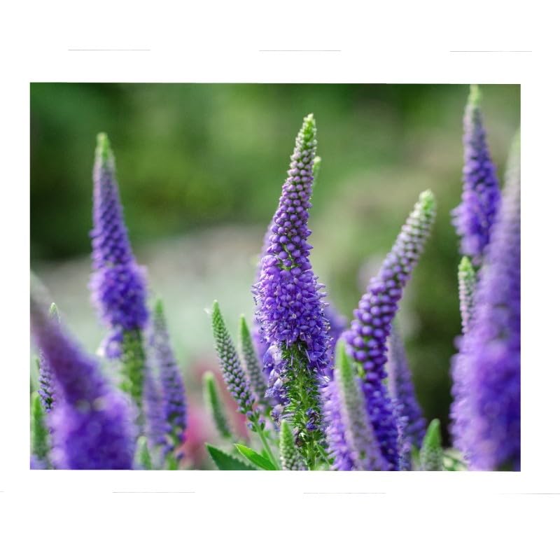 graines-bocquet-v-ronique-vivace-pi-bleu-graines-fleurs-0-5-g image 1