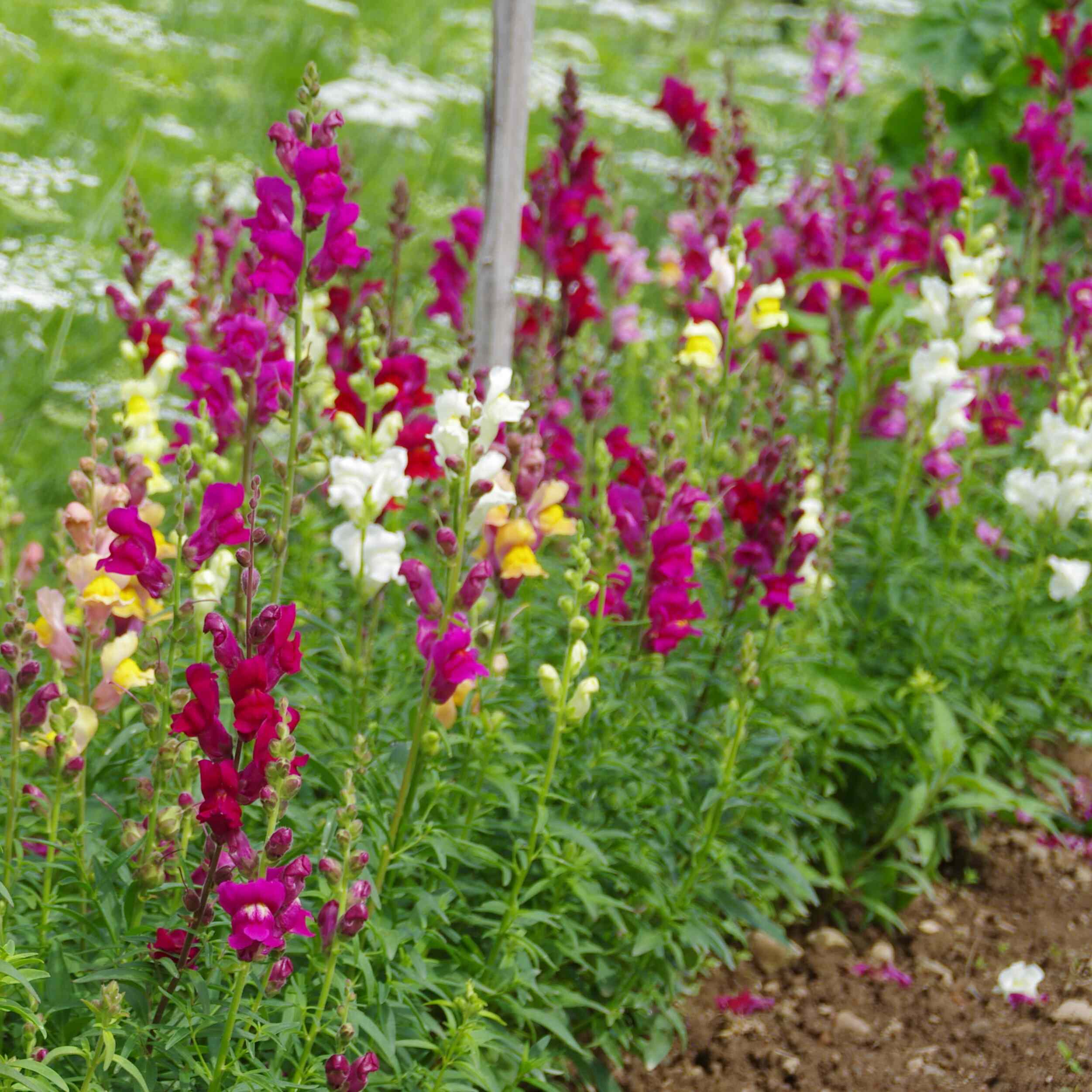 les-semences-de-l-ombelle-muflier-m-lange-graines-fleurs-bio image 1
