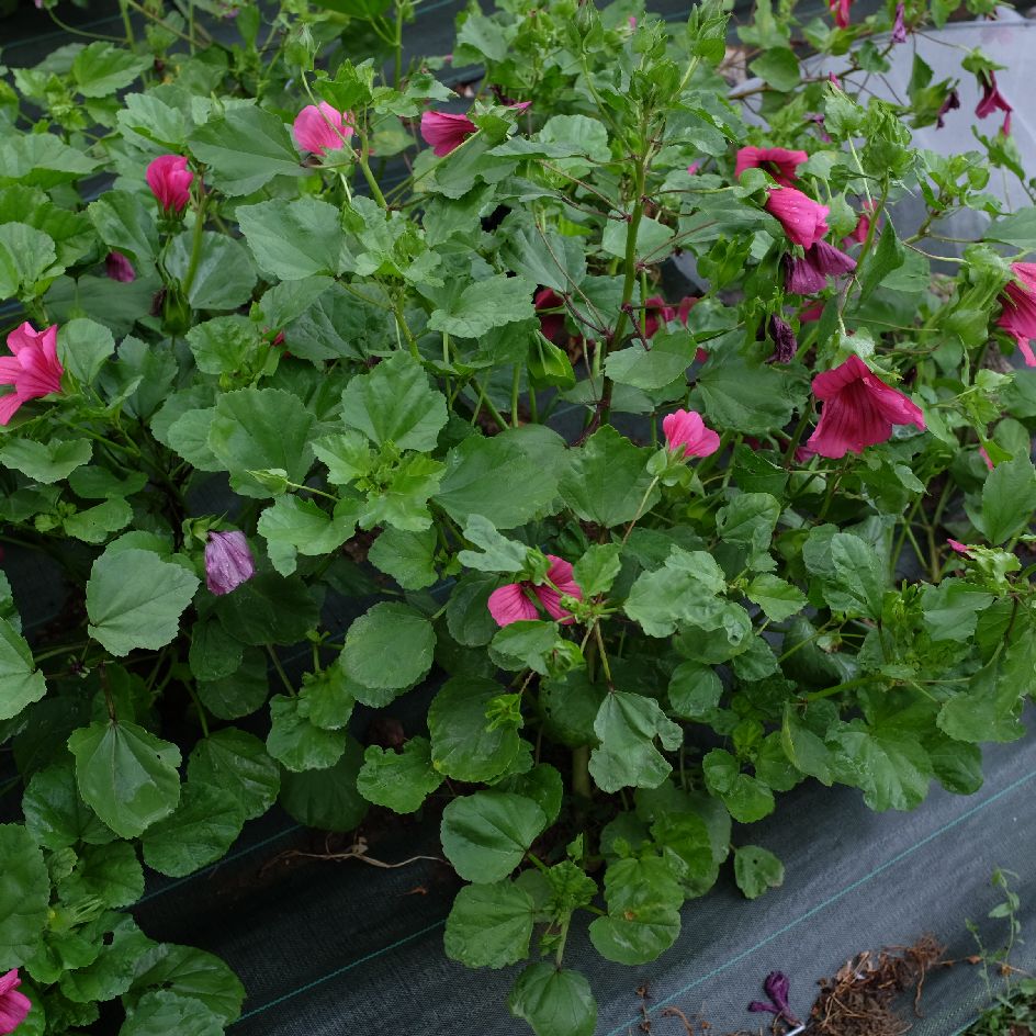 la-bo-te-graines-malope-trifida-vulcan-bio-graines-magenta image 5
