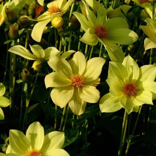 ferme-de-sainte-marthe-dahlia-sable-d-or-bulbe-fleur-jaune image 1