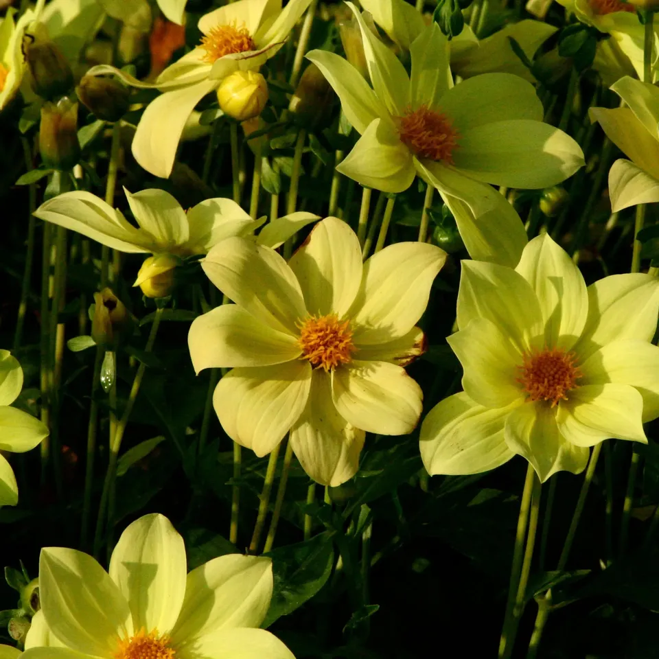 ferme-de-sainte-marthe-dahlia-sable-d-or-bulbe-fleur-jaune image 1