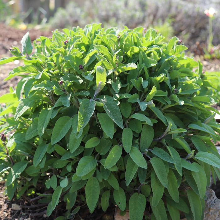 les-semences-de-l-ombelle-sauge-officinale-graines-bio-vivace image 1