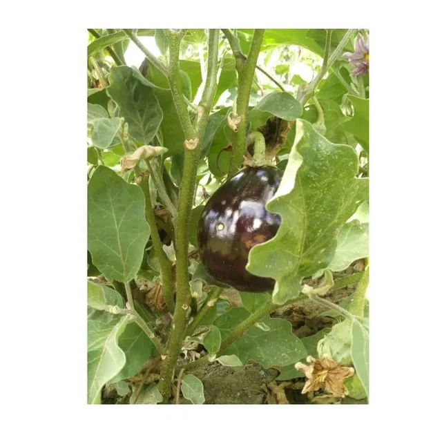 graines-bocquet-aubergine-bonica-f1-graines-potag-res-0-5-g-hybride image 1