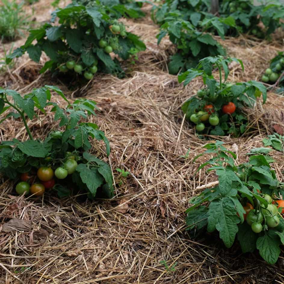 la-bo-te-graines-tomate-robin-rouge-bio-graines-potag-res-pot image 1
