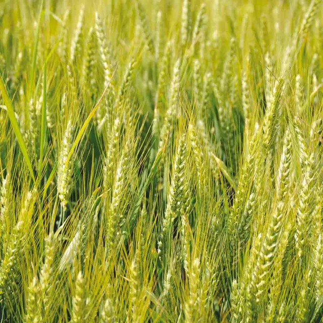 ferme-de-sainte-marthe-triticale-graines-bio-sachet-150-g image 1