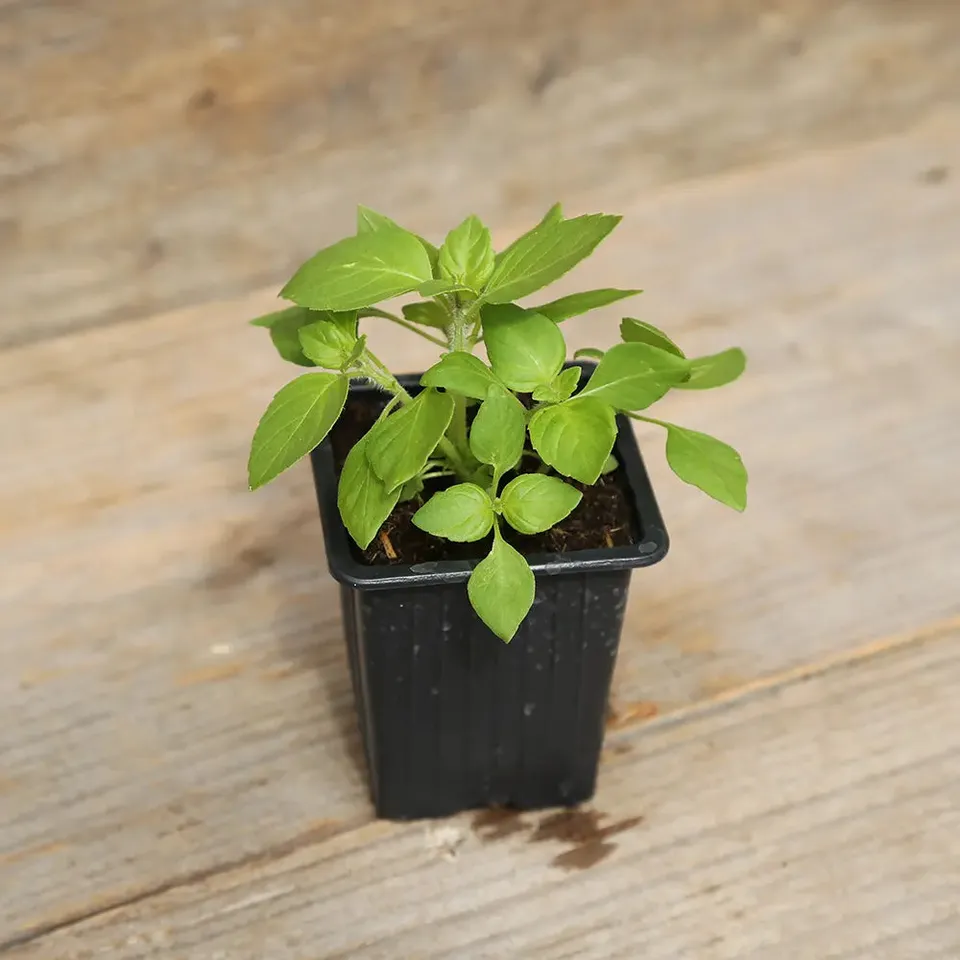 ferme-de-sainte-marthe-basilic-sacr-tulsi-plant-bio-infusion image 1