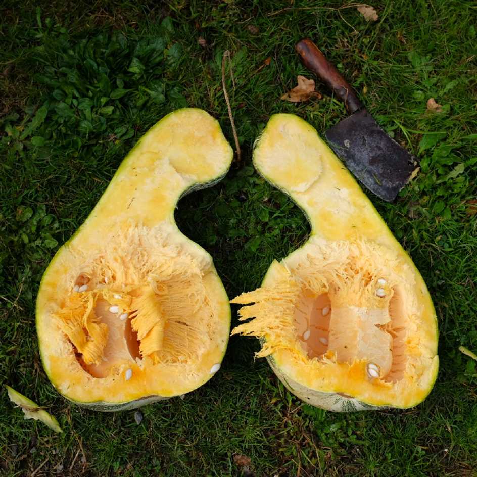 la-bo-te-graines-graines-l-gumes-courge-striped-cushaw-bio image 2