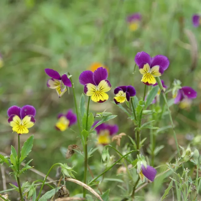 les-semences-de-l-ombelle-pens-e-sauvage-graines-fleurs-bio image 1