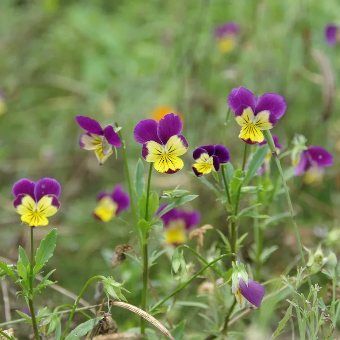 les-semences-de-l-ombelle-pens-e-sauvage-graines-fleurs-bio image 1