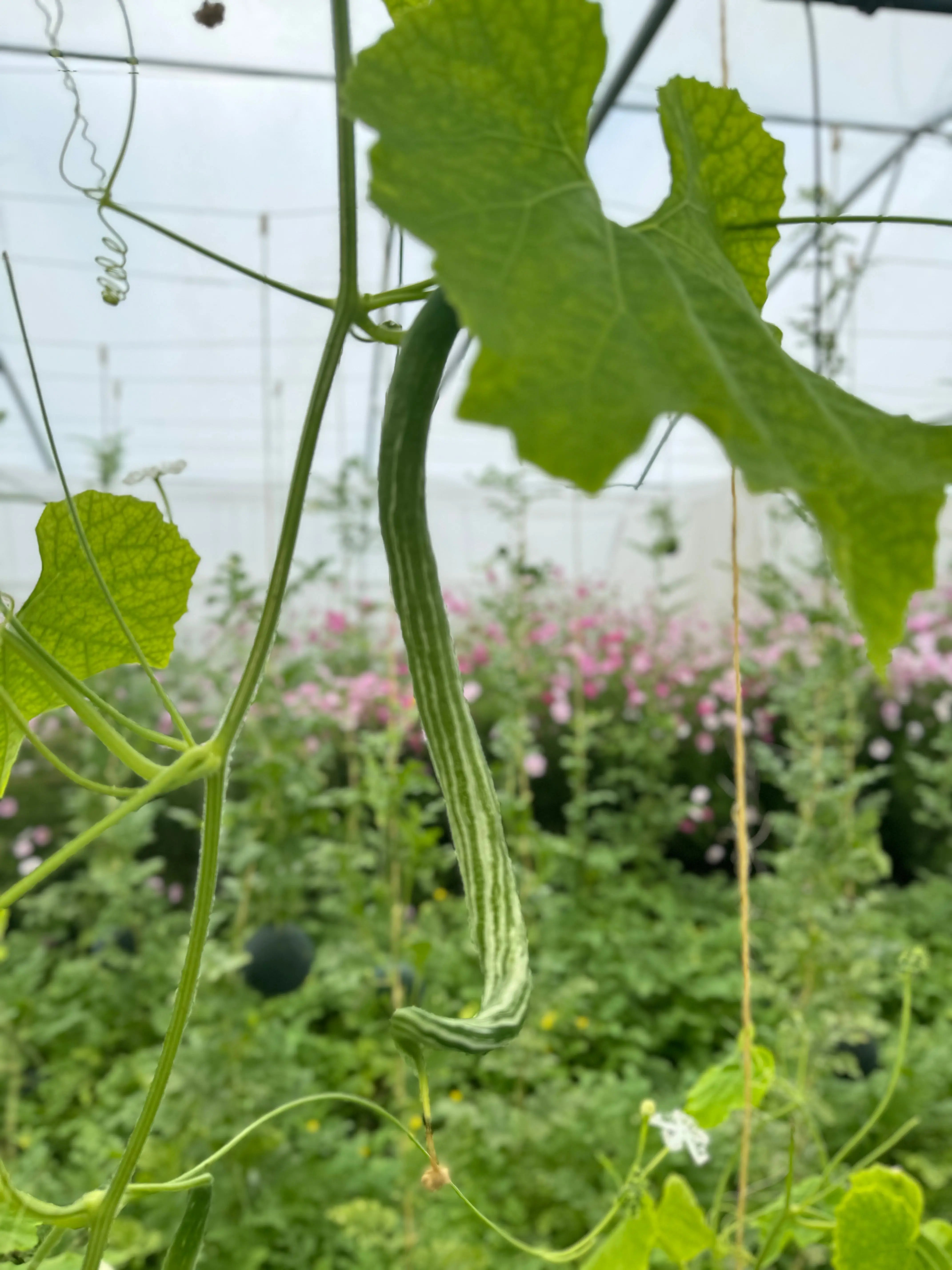ferme-de-sainte-marthe-courge-serpent-graines-potag-res-bio image 3