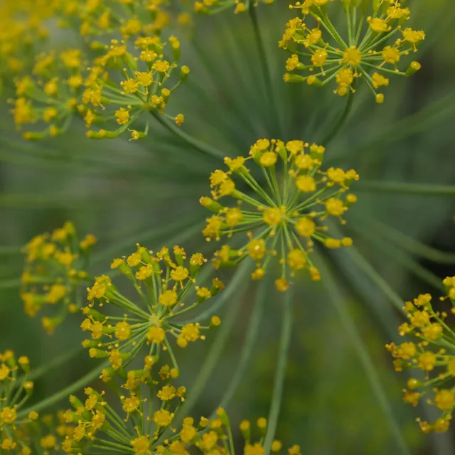 la-bo-te-graines-aneth-graines-aromatiques-bio-condiment image 1