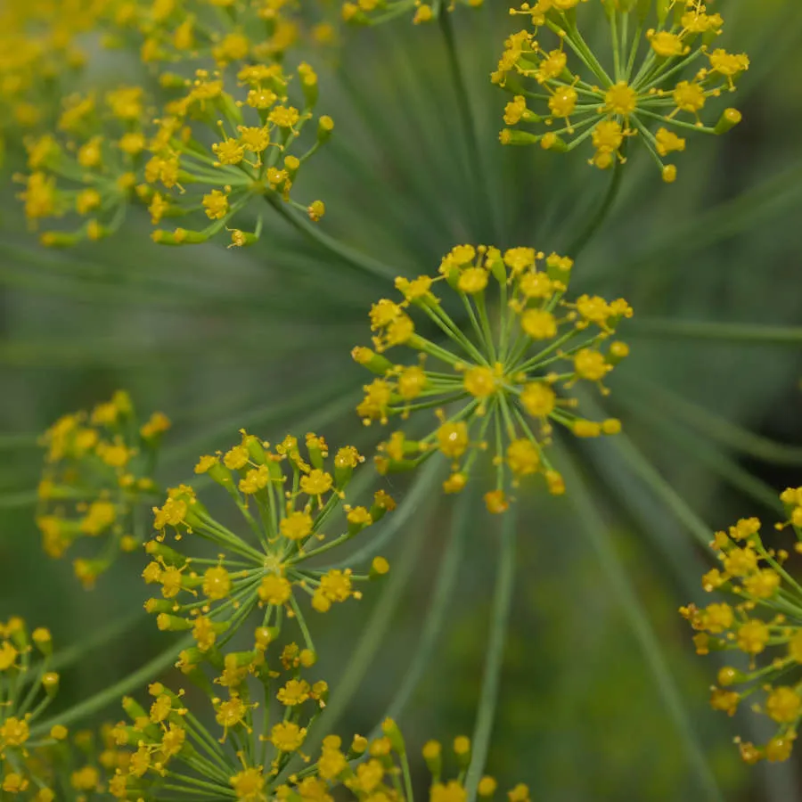 la-bo-te-graines-aneth-graines-aromatiques-bio-condiment image 1